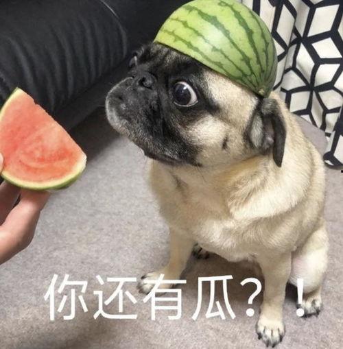 吃瓜的表情包